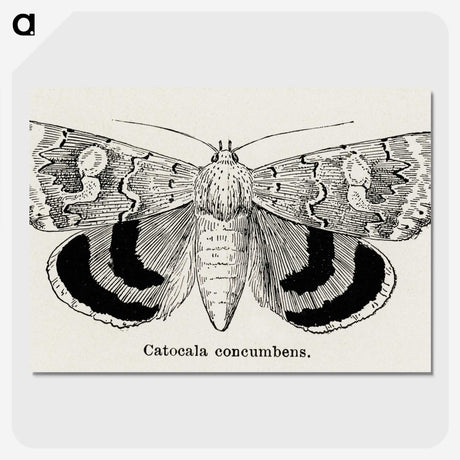 1-16_Moths-and-Butterflies-of-the-United-States_picture-crop