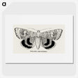 1-16_Moths-and-Butterflies-of-the-United-States_picture