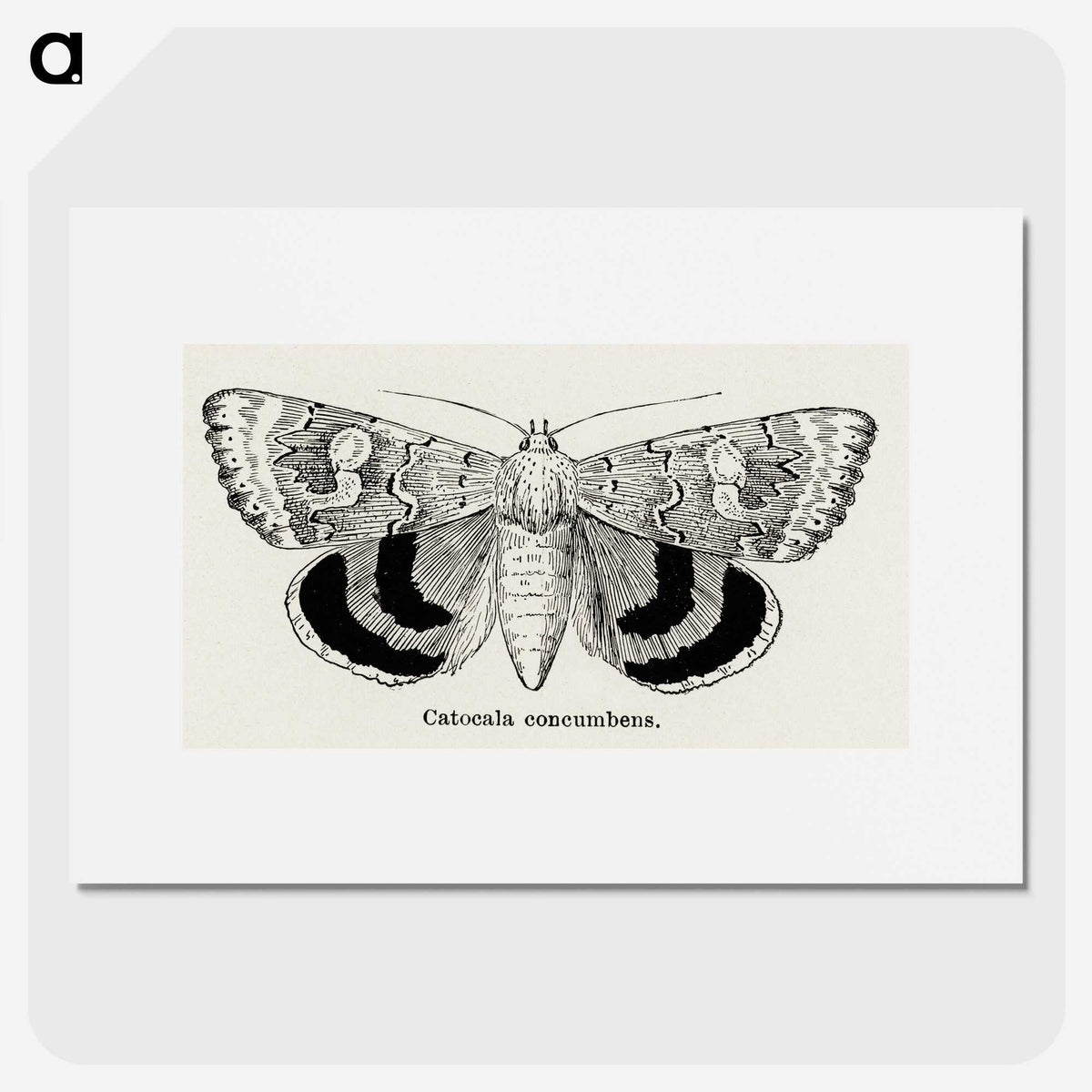 1-16_Moths-and-Butterflies-of-the-United-States_picture
