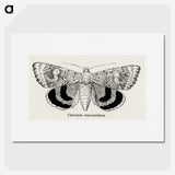 1-16_Moths-and-Butterflies-of-the-United-States_picture