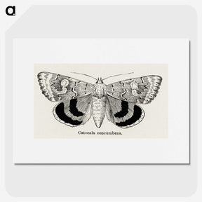 1-16_Moths-and-Butterflies-of-the-United-States_picture