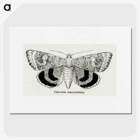 1-16_Moths-and-Butterflies-of-the-United-States_picture