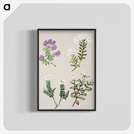 1-16_Native-Flowering-Plants-of-New-Zealand_blk-crop