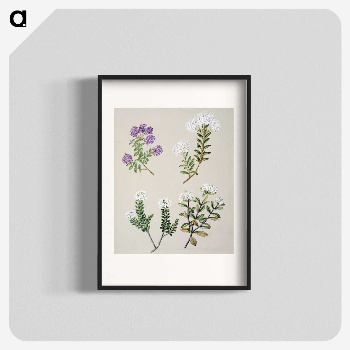 1-16_Native-Flowering-Plants-of-New-Zealand_blk