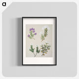 1-16_Native-Flowering-Plants-of-New-Zealand_blk