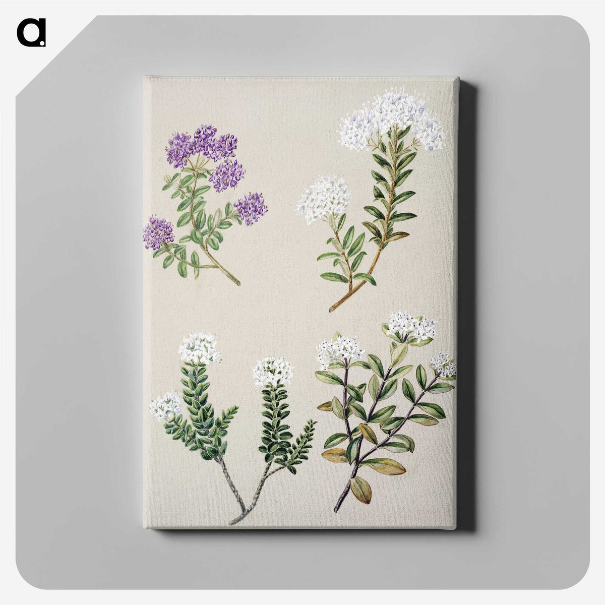 1-16_Native-Flowering-Plants-of-New-Zealand_canvas