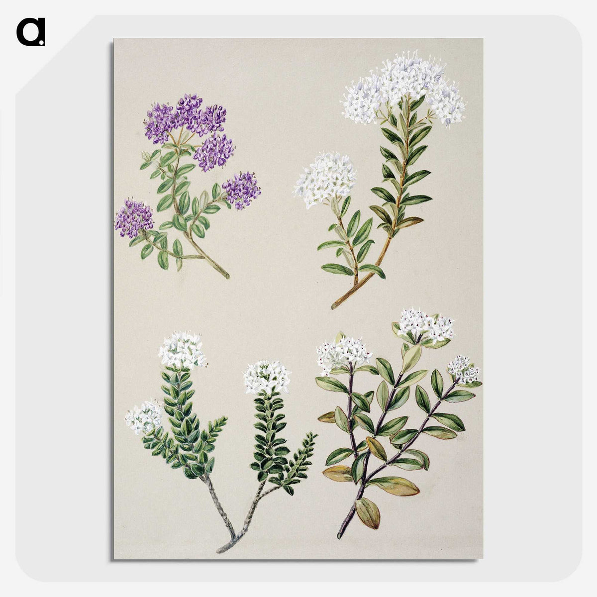 1-16_Native-Flowering-Plants-of-New-Zealand_picture-crop