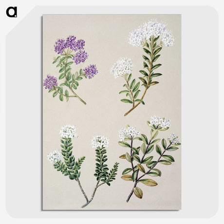 1-16_Native-Flowering-Plants-of-New-Zealand_picture-crop