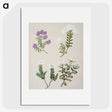 1-16_Native-Flowering-Plants-of-New-Zealand_picture