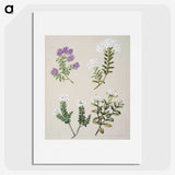 1-16_Native-Flowering-Plants-of-New-Zealand_picture