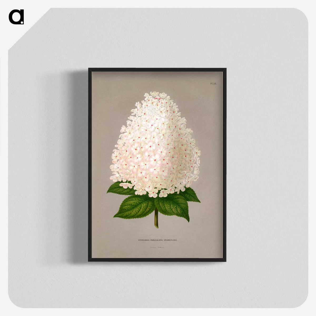1-16_Nederlandsche-Flora-en-Pomona_blk-crop