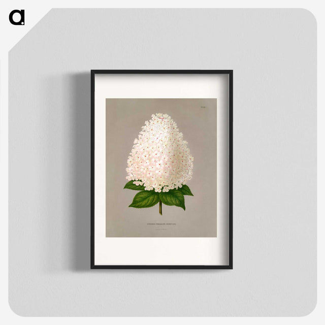 1-16_Nederlandsche-Flora-en-Pomona_blk