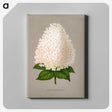 1-16_Nederlandsche-Flora-en-Pomona_canvas