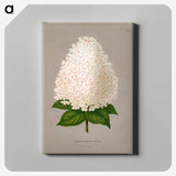 1-16_Nederlandsche-Flora-en-Pomona_canvas