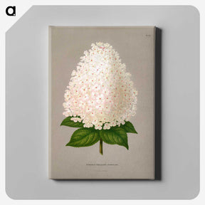 1-16_Nederlandsche-Flora-en-Pomona_canvas