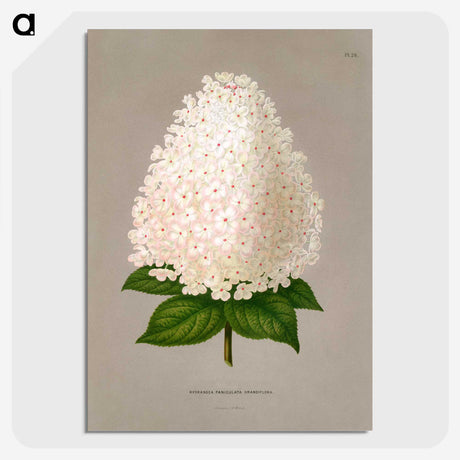 1-16_Nederlandsche-Flora-en-Pomona_picture-crop