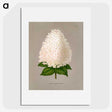 1-16_Nederlandsche-Flora-en-Pomona_picture