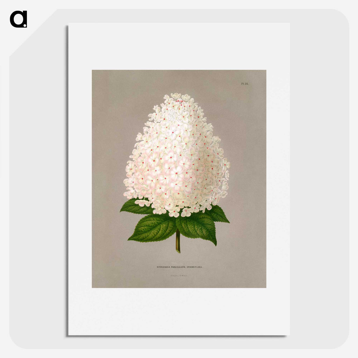1-16_Nederlandsche-Flora-en-Pomona_picture