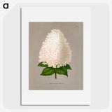 1-16_Nederlandsche-Flora-en-Pomona_picture
