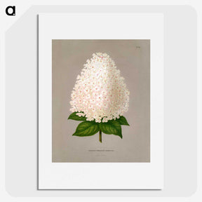 1-16_Nederlandsche-Flora-en-Pomona_picture
