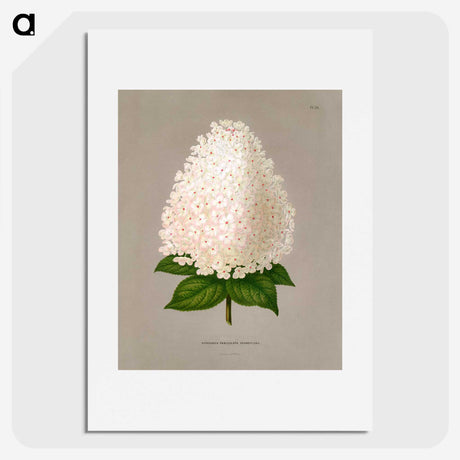 1-16_Nederlandsche-Flora-en-Pomona_picture