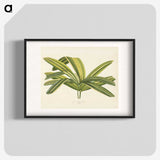 1-16_New-and-Rare-Beautiful-Leaved-Plants_blk