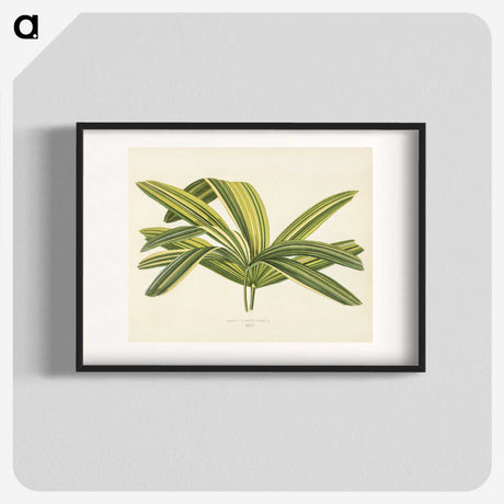 1-16_New-and-Rare-Beautiful-Leaved-Plants_blk