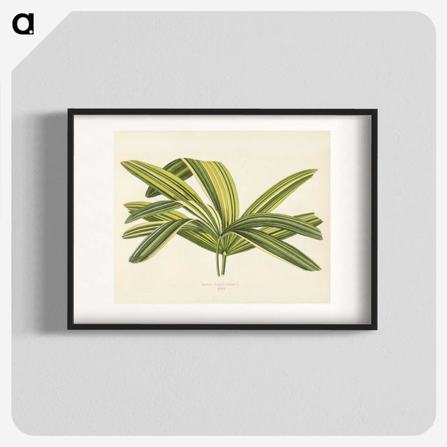 1-16_New-and-Rare-Beautiful-Leaved-Plants_blk