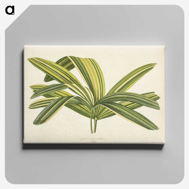 1-16_New-and-Rare-Beautiful-Leaved-Plants_canvas