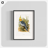 1-16_Parrots-in-Captivity_blk