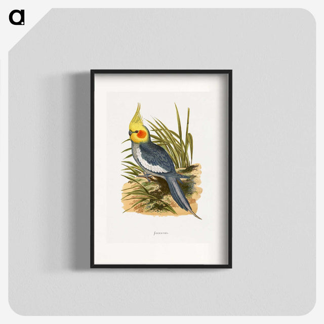 1-16_Parrots-in-Captivity_blk