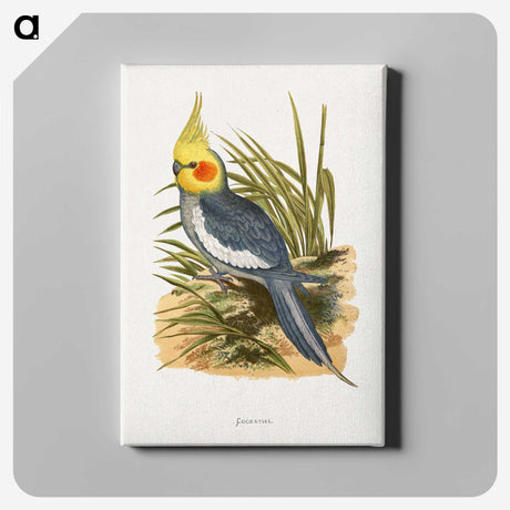 1-16_Parrots-in-Captivity_canvas