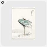 1-16_Pictorial-Monograph-of-Birds_postcard