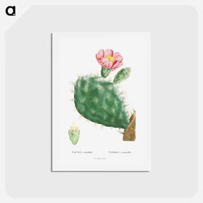 アートポストカード-Cactus Cochenillifer - ピエール ジョゼフ ルドゥーテ Postcard.