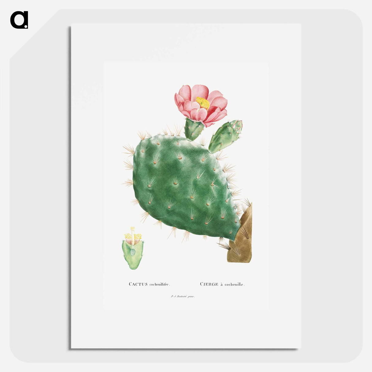 Cactus Cochenillifer - ピエール ジョゼフ ルドゥーテ Poster.