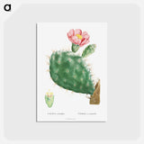 アートポストカード-Cactus Cochenillifer - ピエール ジョゼフ ルドゥーテ Postcard.
