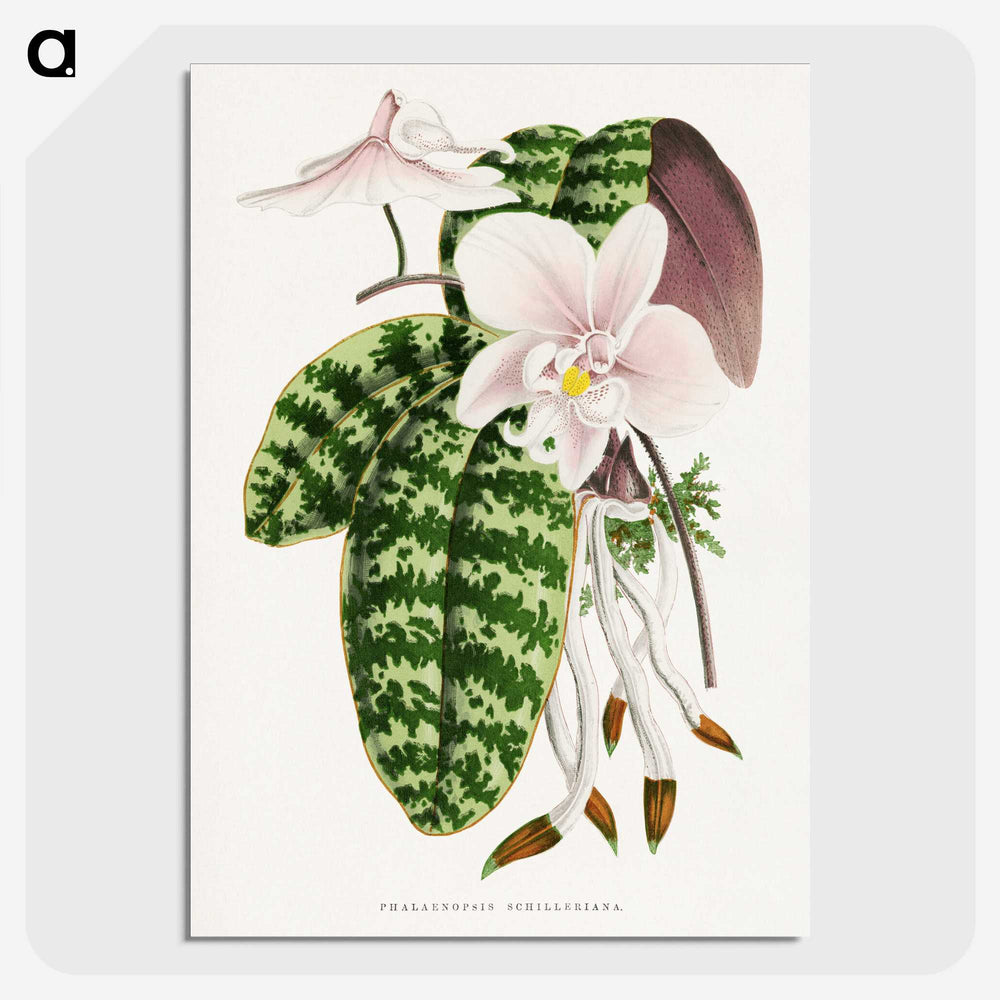 1-16_Plants-with-Colored-Foliage_picture-crop