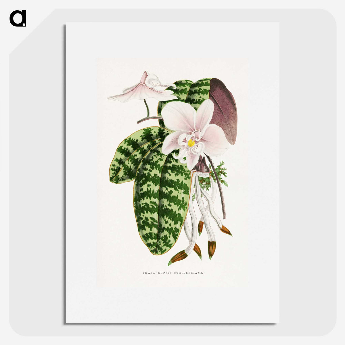 1-16_Plants-with-Colored-Foliage_picture