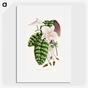 1-16_Plants-with-Colored-Foliage_picture