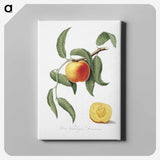 1-16_Pomona-Italiana_canvas