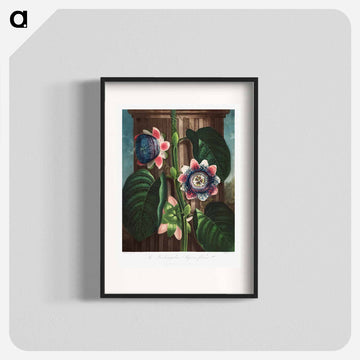 The Quadrangular Passion Flower
 - ロバート ジョン ソーントン Poster.