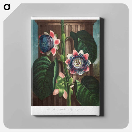 アートパネル-The Quadrangular Passion Flower
 - ロバート ジョン ソーントン Canvas.