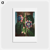 アートポストカード-The Quadrangular Passion Flower
 - ロバート ジョン ソーントン Postcard.