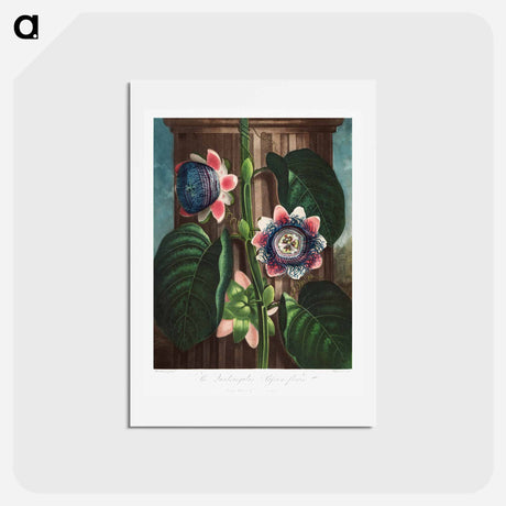 アートポストカード-The Quadrangular Passion Flower
 - ロバート ジョン ソーントン Postcard.