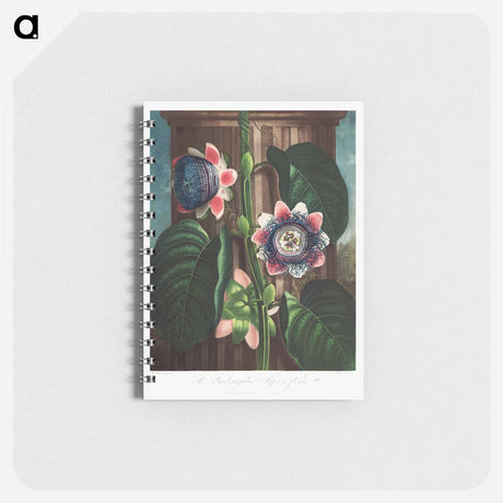 アートメモ帳-The Quadrangular Passion Flower
 - ロバート ジョン ソーントン Memo.