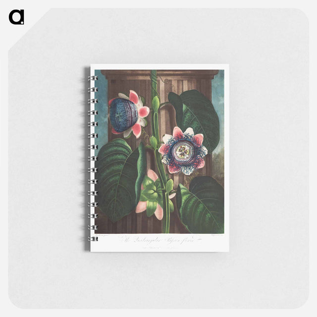 アートメモ帳-The Quadrangular Passion Flower
 - ロバート ジョン ソーントン Memo.