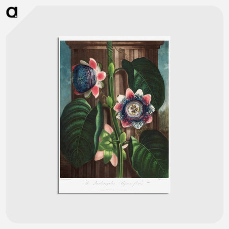 アートポストカード-The Quadrangular Passion Flower
 - ロバート ジョン ソーントン Postcard.