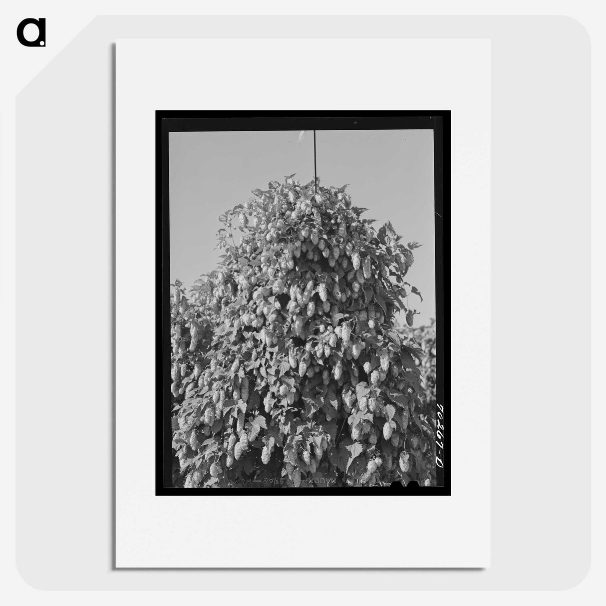 1-16_Russell-Lee_picture