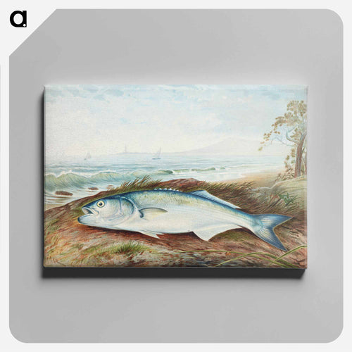 Sprat
 - サミュエル キルボーン Canvas.