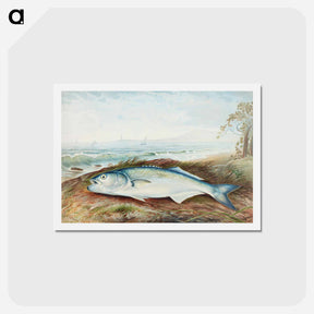 アートポストカード-Sprat
 - サミュエル キルボーン Postcard.